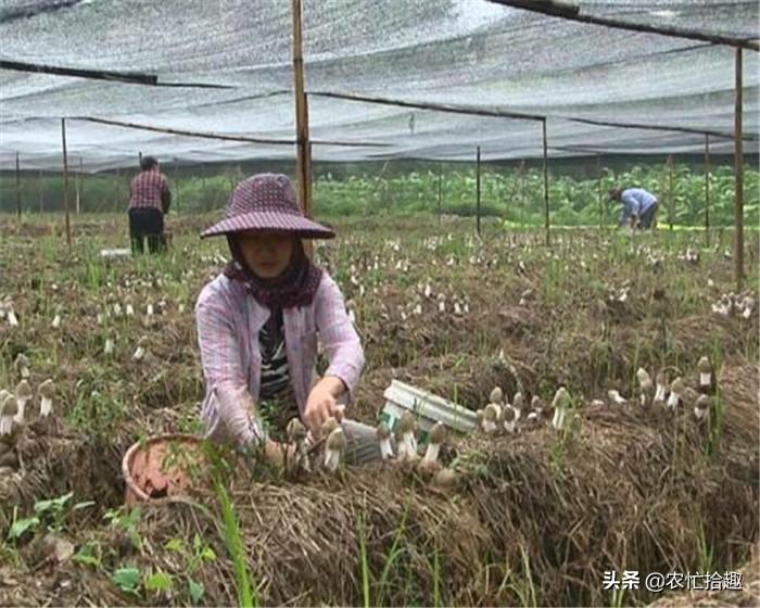 食用菌最新读音及其重要性概览